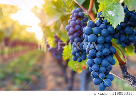 Close-up of blue grape cluster hanging on blurred Row of vineyards background. Grape farm. Plantation of grown fruits for juice, wine production. Ripe grape vine bunches on branch with leaves. Sunset. 119096319