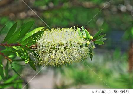 黄色いブラシノキの花（秋、十月） 119096421