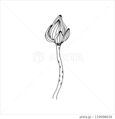 Ink graphics lotus bud vector illustration. Hand drawn botanical element, water lily flower on stem for women body and healthcare center decor, poster, packing, wrapping paper design 119096616