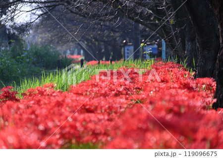 満開の曼珠沙華（彼岸花）と落葉し始めた桜並木　（埼玉県・桶川市） 119096675