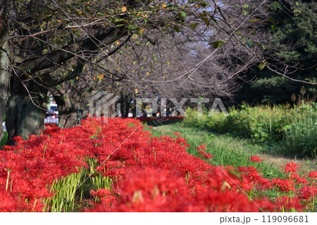満開の曼珠沙華(彼岸花)と落葉し始めた桜並木 (埼玉県・桶川市) 満開の曼珠沙華(彼岸花)と落葉し始めた桜並木 (埼玉県・桶川市) 119096681