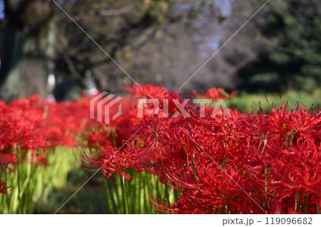 満開の曼珠沙華（彼岸花）と落葉し始めた桜並木　（埼玉県・桶川市） 119096682