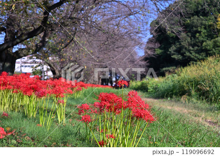 満開の曼珠沙華（彼岸花）と落葉し始めた桜並木　（埼玉県・桶川市） 119096692