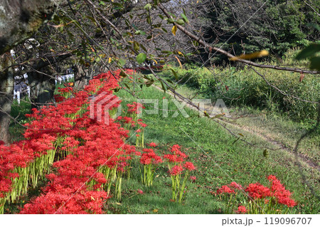満開の曼珠沙華（彼岸花）と落葉し始めた桜並木　（埼玉県・桶川市） 119096707