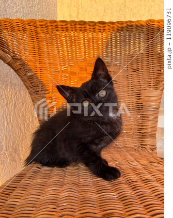 A black kitten in a rattan chair in the garden. Pet and cat concept 119096731