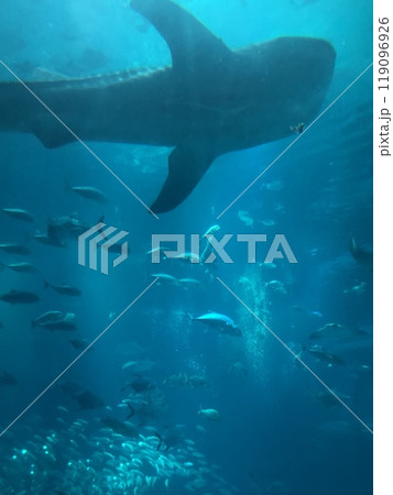 ジンベイザメと魚たち ジンベイザメと魚たち 119096926