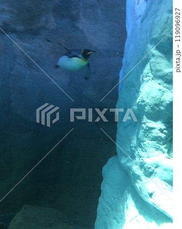 泳ぐペンギン 119096927