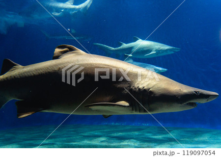 大洗水族館のサメ 大洗水族館のサメ 119097054