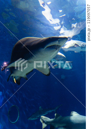 大洗水族館のサメ 119097057