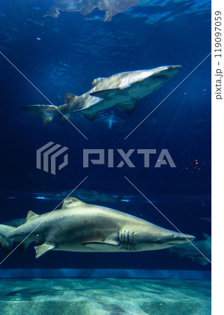 大洗水族館のサメ 大洗水族館のサメ 119097059