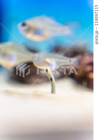 大洗水族館のチンアナゴ 大洗水族館のチンアナゴ 119097115
