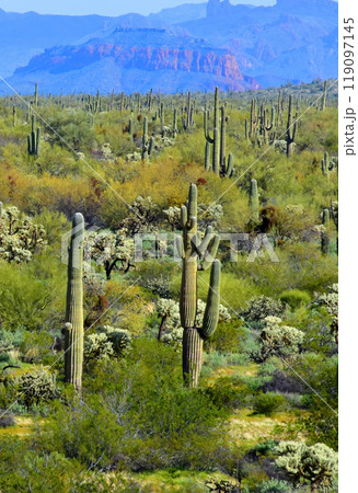 Central Sonora Desert Arizona Central Sonora Desert Arizona 119097145