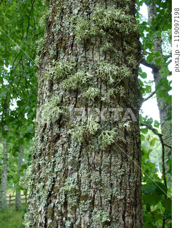 Close-up of a tree trunk covered with green moss and lichen in a lush forest, showcasing natural textures and vibrant greenery. 119097198