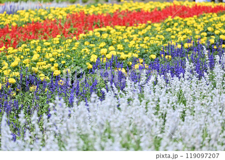 鮮やかでかわいい花壇 たんばらラベンダーパーク (群馬県・沼田市) 鮮やかでかわいい花壇 たんばらラベンダーパーク (群馬県・沼田市) 119097207