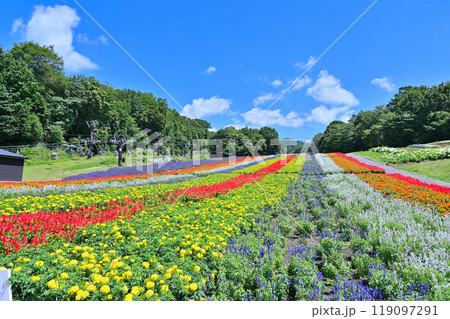 爽やかな青空とカラフルな花壇 たんばらラベンダーパーク (群馬県・沼田市) 爽やかな青空とカラフルな花壇 たんばらラベンダーパーク (群馬県・沼田市) 119097291