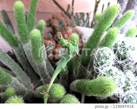 へんてこ　グロボーサ　 119097418