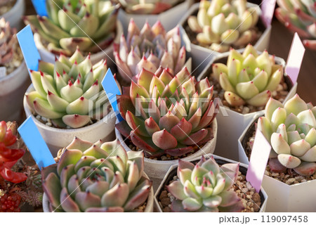紅葉している多肉植物エケベリアの集合 119097458