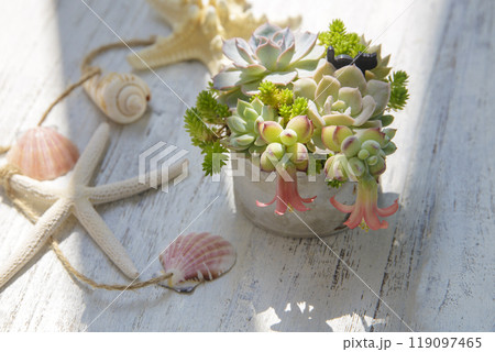 タコさんウィンナーのような花を咲かせた多肉植物の寄せ植え 119097465