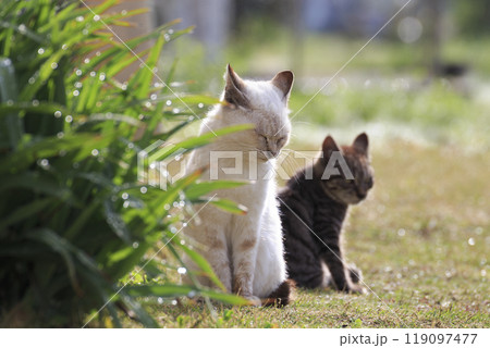 目を閉じてうたた寝する猫 目を閉じてうたた寝する猫 119097477