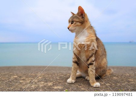 海の堤防でくつろぐ子猫 119097481