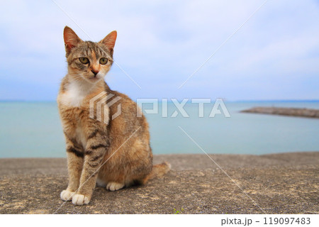 海の堤防でくつろぐ子猫 119097483