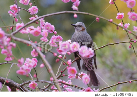 ピンクの枝垂れ梅の花の枝に止まるヒヨドリ ピンクの枝垂れ梅の花の枝に止まるヒヨドリ 119097485