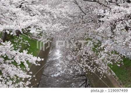 満開の桜が咲く川沿いの堤防の桜並木 119097499