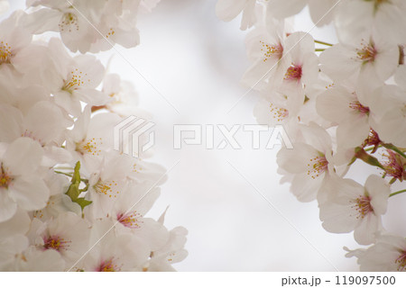 明るく柔らかな雰囲気の桜の花 明るく柔らかな雰囲気の桜の花 119097500