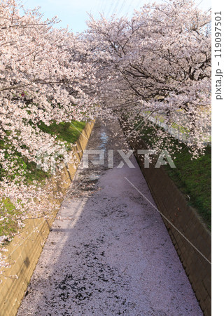 桜の花びらでピンク色に染まった川の水面と堤防の満開の桜並木 桜の花びらでピンク色に染まった川の水面と堤防の満開の桜並木 119097501