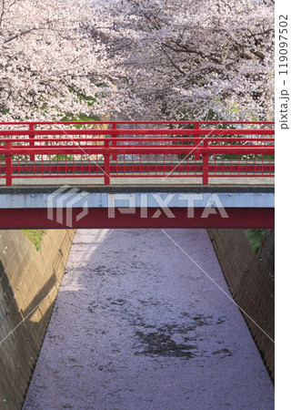 桜の花びらで埋め尽くされピンク色に染まった川の水面と、堤防に架かる朱塗りの橋 桜の花びらで埋め尽くされピンク色に染まった川の水面と、堤防に架かる朱塗りの橋 119097502