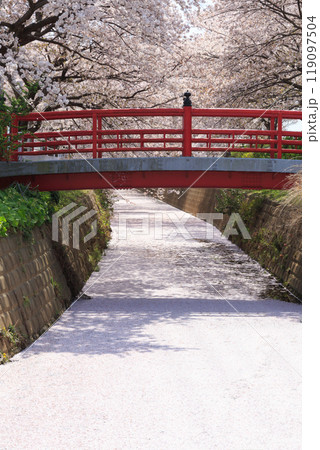 桜の花びらで埋め尽くされピンク色に染まった川の水面と、堤防に架かる朱塗りの橋 桜の花びらで埋め尽くされピンク色に染まった川の水面と、堤防に架かる朱塗りの橋 119097504