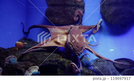 Large octopus in an aquarium. A giant octopus spreads its tentacles in an aquarium. 119097917