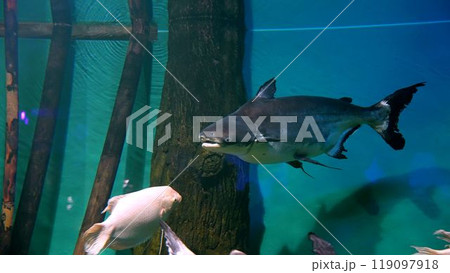 Underwater world with sea fish. Big fish and other fishes swimming in a large aquarium. Big fish in an aquarium. 119097918