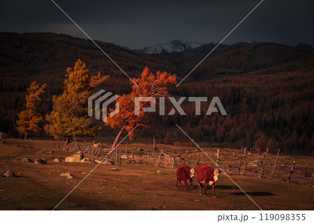 Autumn scene in Altai mountains with cows and vibrant trees 119098355
