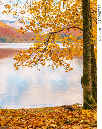 mountain landscape with lake in autumn. maple trees in colorful foliage on the shore. cloudy weather. vilshany water reservoir of ukraine 119098736