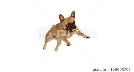 Charming little pug running and leaping d feeling happiness and enjoy against white studio background. Dog looks funny. 119098762