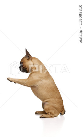 Little pug gives paw to unrecognizable person, its owner against white studio background. Playful curious French bulldog. 119098810
