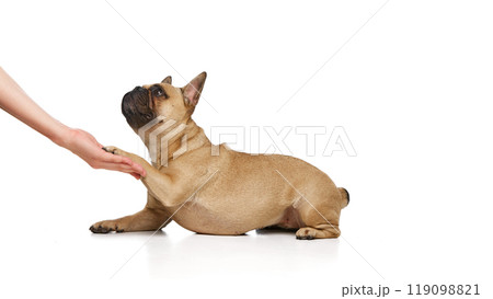 Little pug gives paw to unrecognizable person, its owner against white studio background. Playful curious French bulldog. 119098821