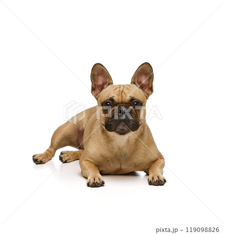Tan purebred, well-groomed pug, bulldog lying and calmly looking at camera against white studio background. Tan purebred, well-groomed pug, bulldog lying and calmly looking at camera against white studio background. 119098826