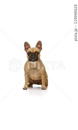 Cute little pat, tan pug sitting and looking at camera against white studio background. Kind and smart eyes. 119098828