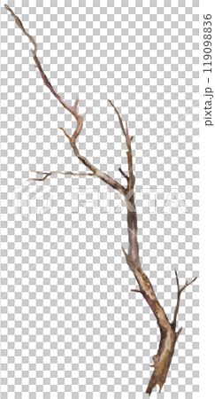 Watercolor brown defoliated tree branch, Rustic or Boho Wedding isolated illustration 119098836