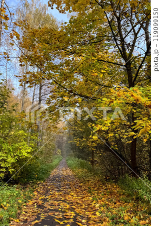 Dirt path in autumnal park covered with fallen yellow leaves Dirt path in autumnal park covered with fallen yellow leaves 119099150