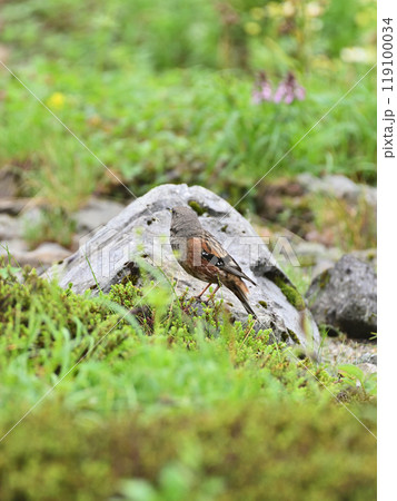 イワヒバリ 119100034