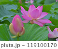 オオガハス 119100170