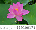 オオガハス 119100171