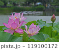 オオガハス 119100172