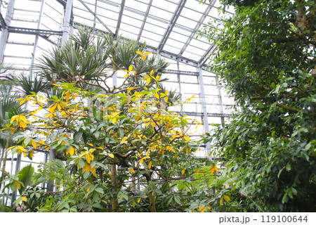咲くやこの花館/大阪府大阪市鶴見区緑地公園2 咲くやこの花館/大阪府大阪市鶴見区緑地公園2 119100644