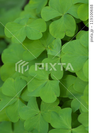 イモカタバミの葉 119100688