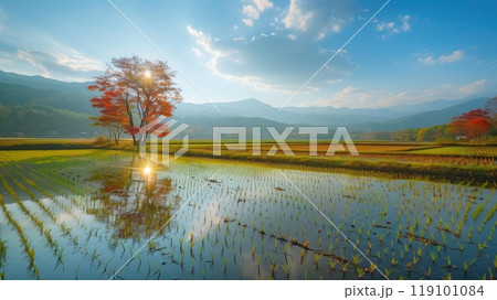 刈り取られた田んぼに広がる澄んだ秋の空 119101084