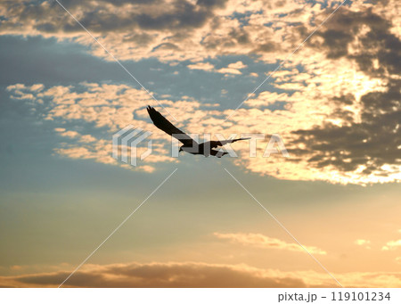 夕暮れの空を飛ぶ鷲のシルエット。 夕暮れの空を飛ぶ鷲のシルエット。 119101234